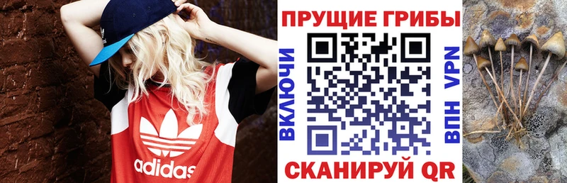 мега   наркошоп  Тайшет  Галлюциногенные грибы мицелий 